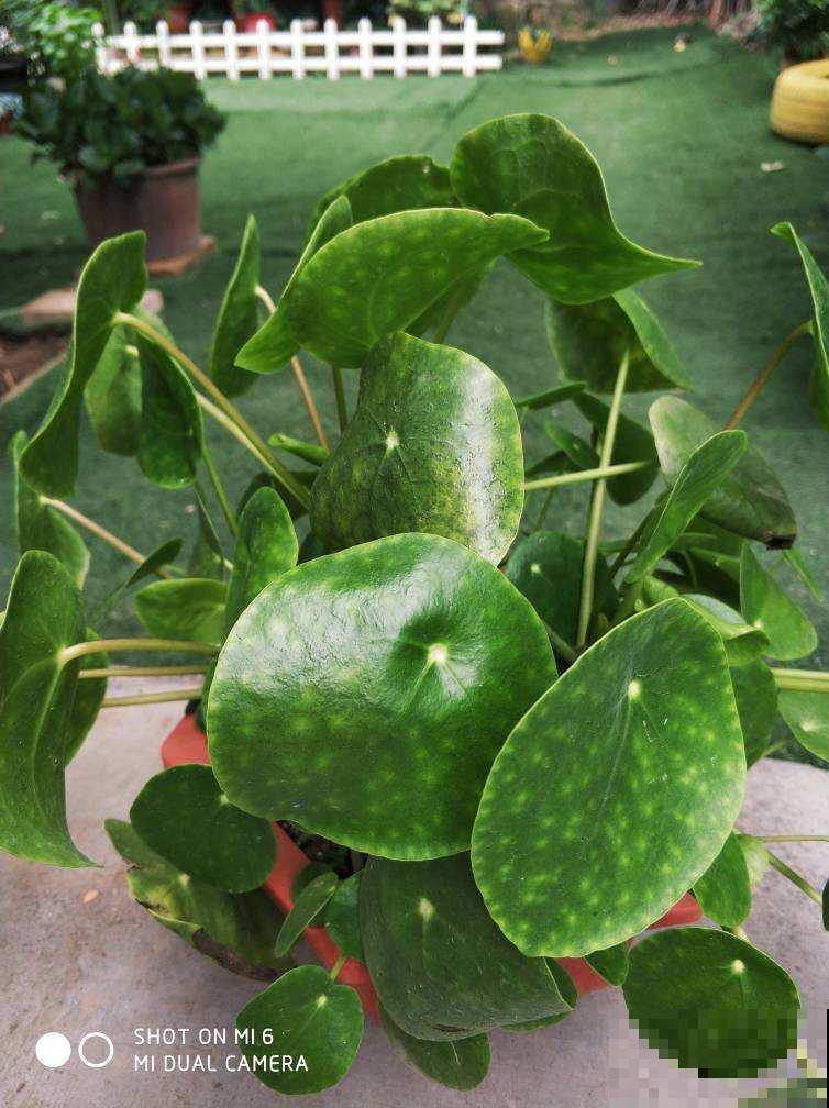 清新可爱的镜面草，国内当野草，国外当个宝，生机感十足