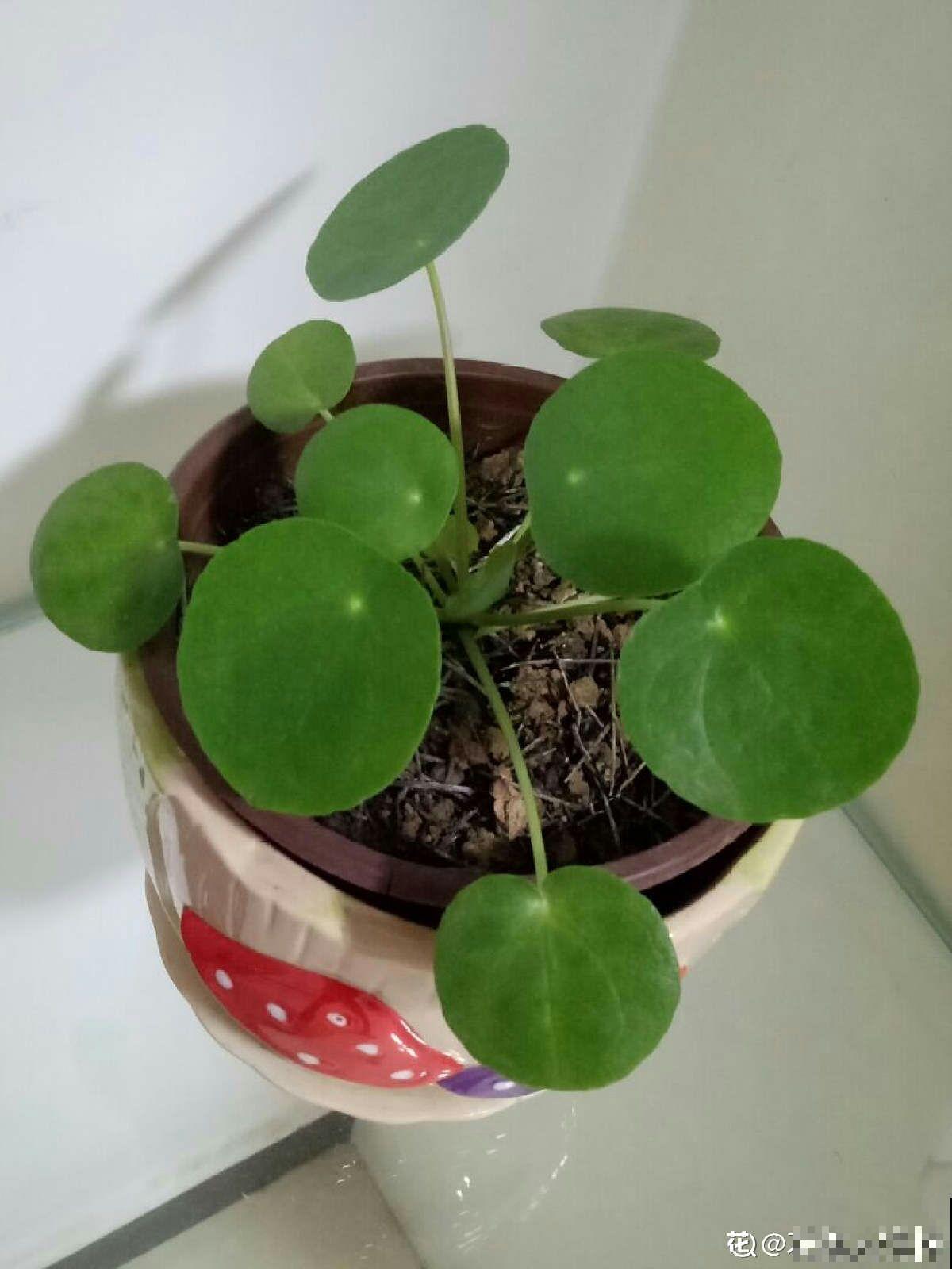 清新可爱的镜面草，国内当野草，国外当个宝，生机感十足