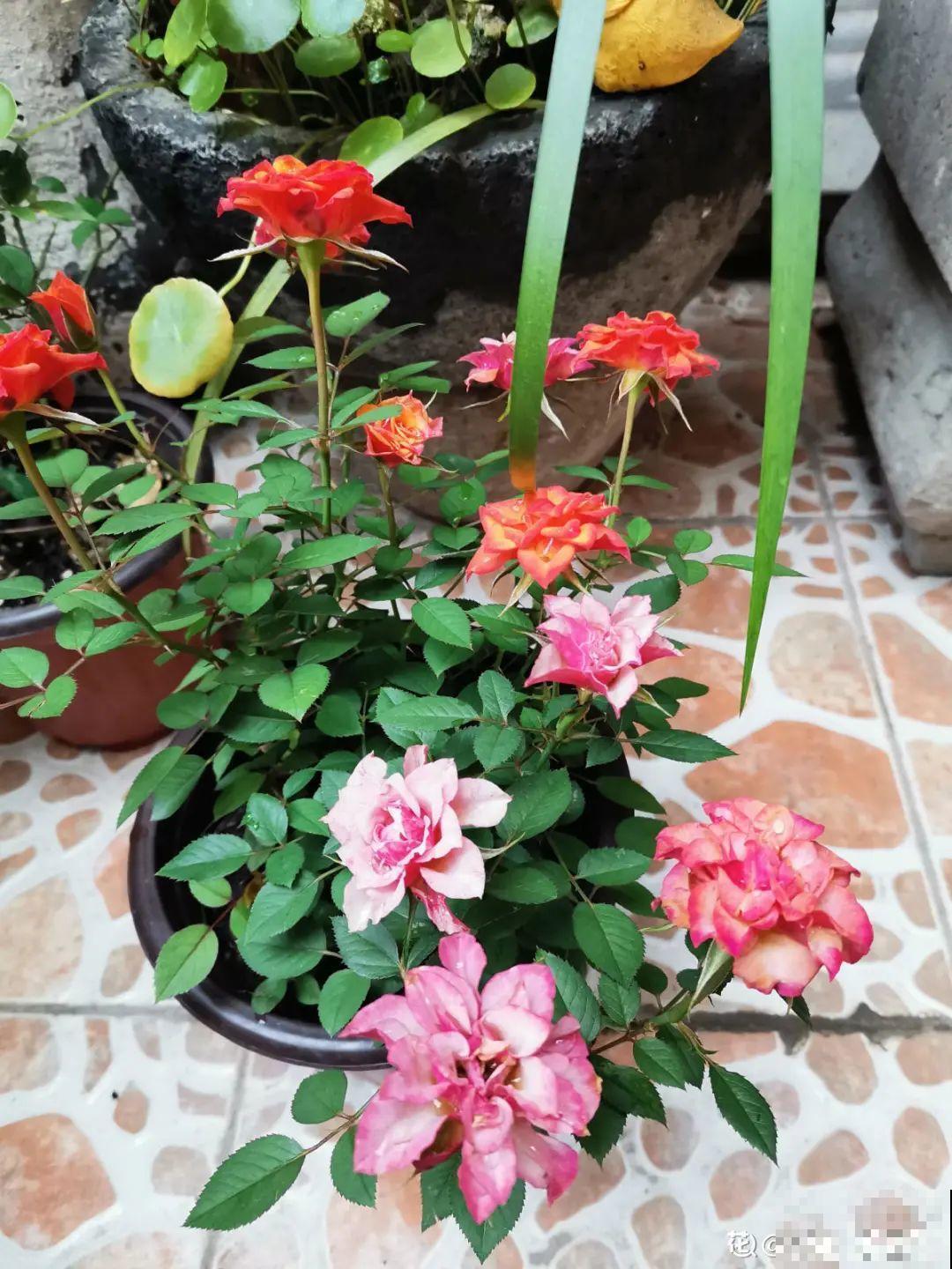 “香花卧室放，花旺人不旺”，老祖宗的良言，大有道理！