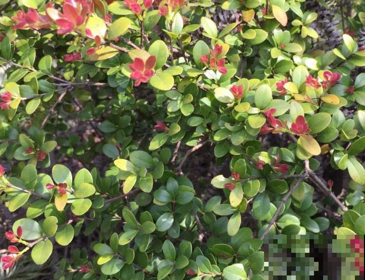 路边常见的一种绿植,养护起来特简单,绿油油四季常青 路边常见的一种绿植,养护起来特简单,绿油油四季常青