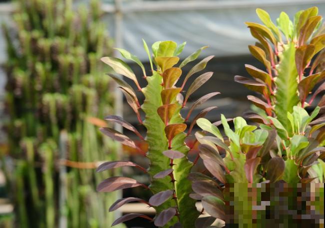 龙骨长太高,多半是徒长了,多晒太阳就可避免徒长 龙骨长太高,多半是徒长了,多晒太阳就可避免徒长