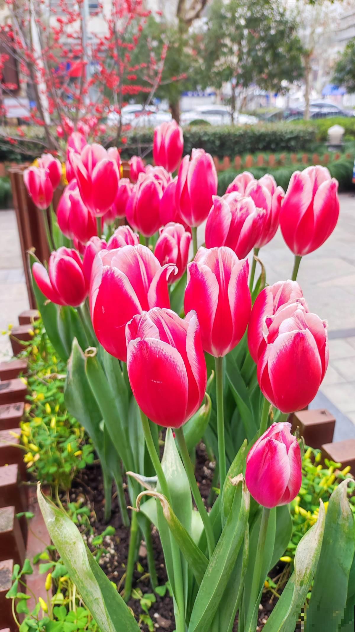 养花避开“有毒花”,家里出现频率特别高,实际很危险 养花避开“有毒花”,家里出现频率特别高,实际很危险