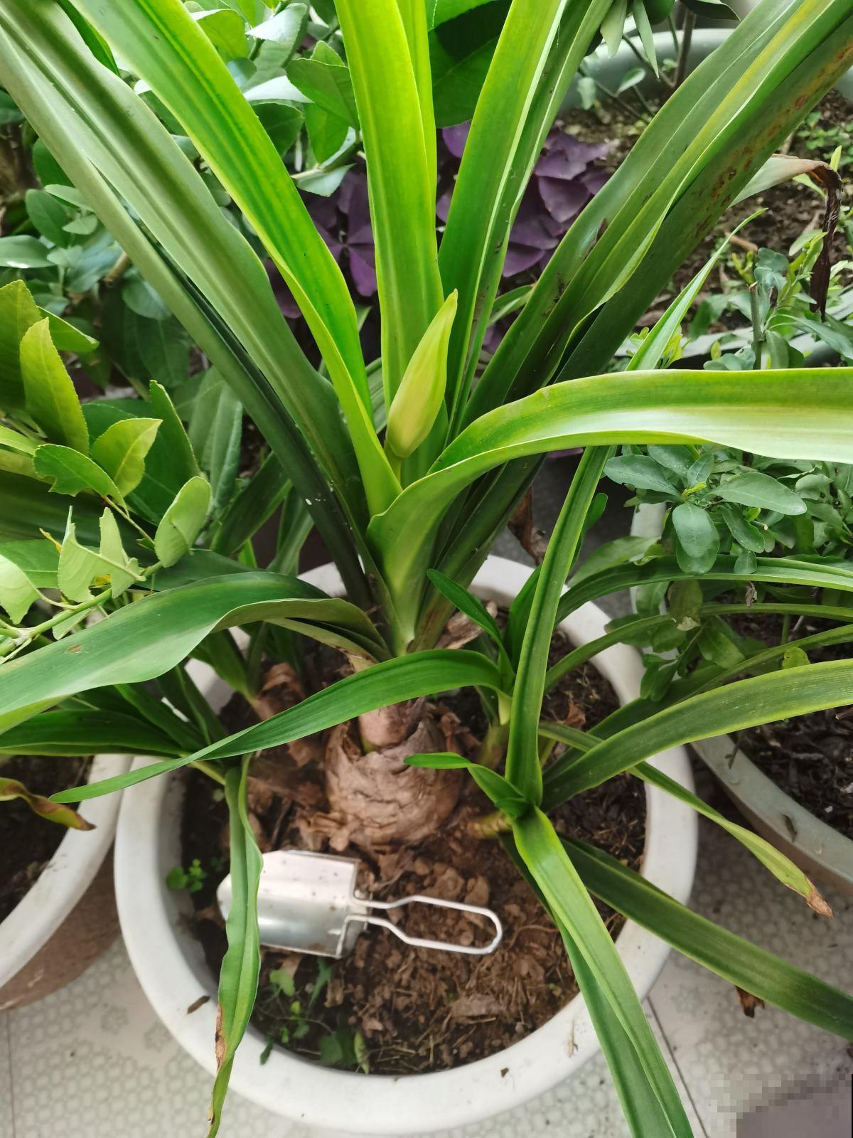 一个“蒜头”埋土里，呼呼长出大绿叶，开花比脸大，香飘满屋