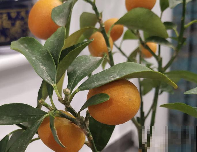 室内盆栽桔子，要想养的好，这5点需要多注意