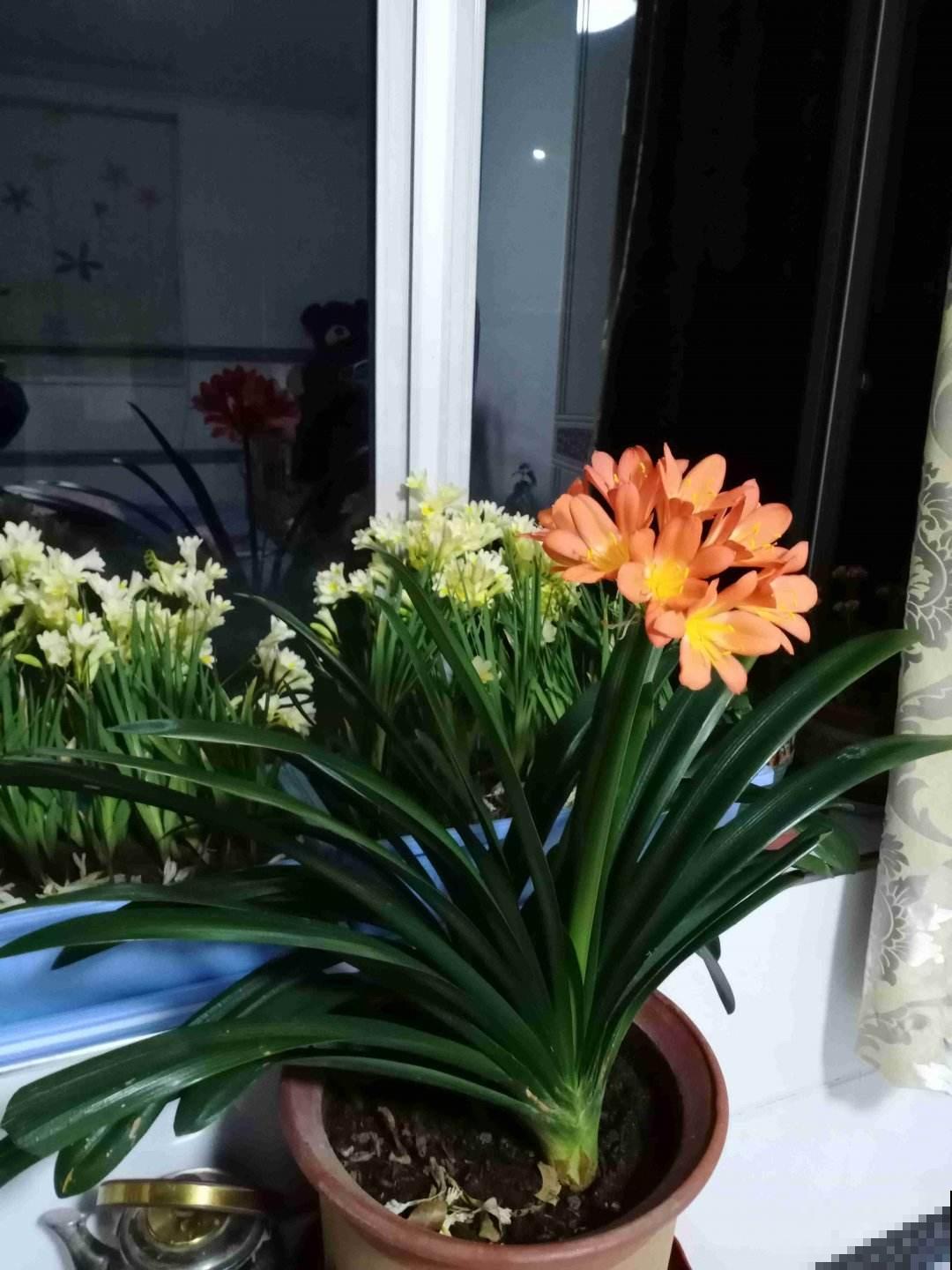 春天养君子兰,5个技巧赶紧背过,花箭嗖嗖蹿,叶子油绿厚实 春天养君子兰,5个技巧赶紧背过,花箭嗖嗖蹿,叶子油绿厚实