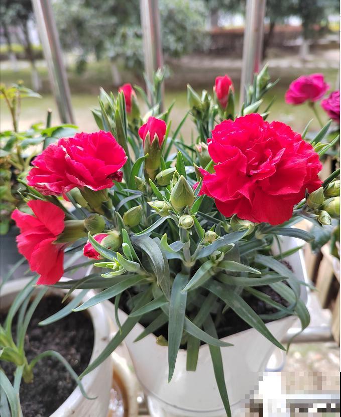 1种花满盆花苞,春天养正好,爆盆很容易 1种花满盆花苞,春天养正好,爆盆很容易