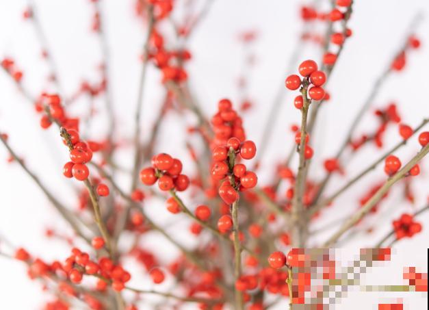 价格昂贵的北美冬青，养殖注意这3点，养护变简单