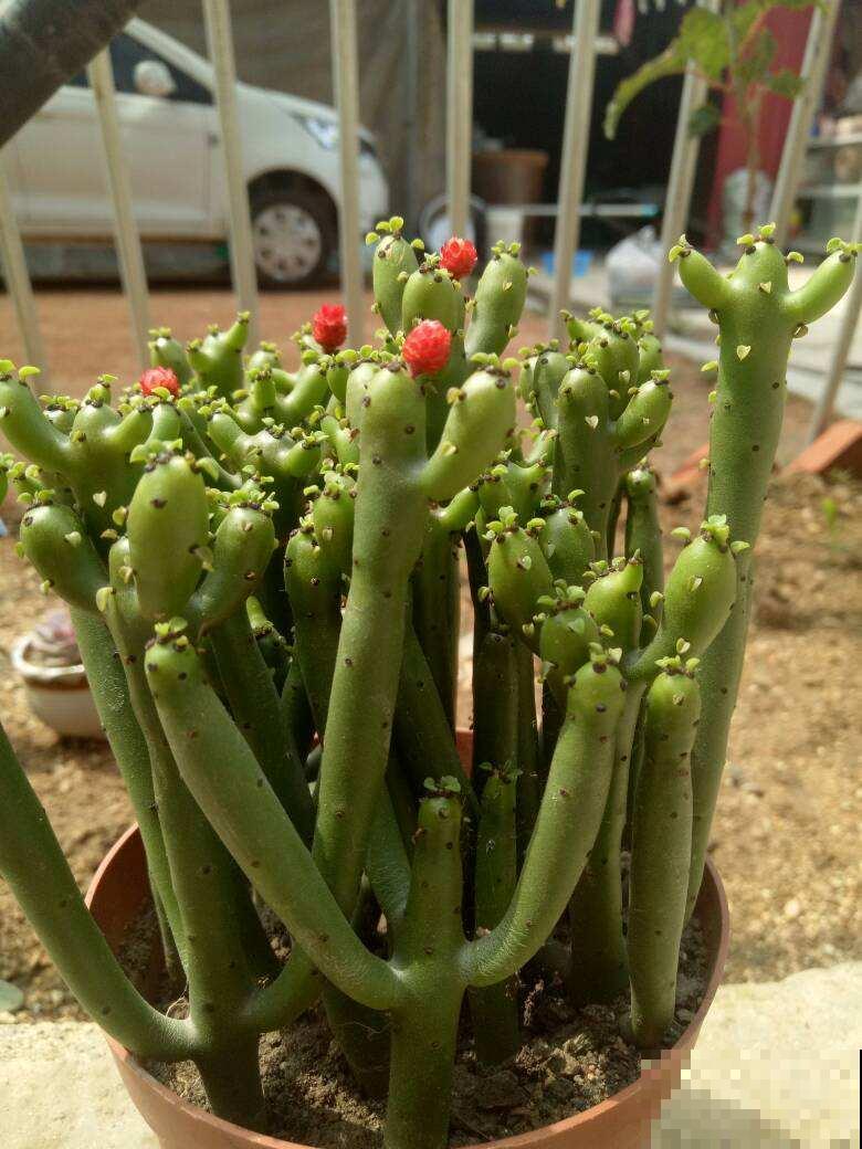 五彩斑斓的变叶木,颜色鲜艳多彩,很少有人敢养是为啥 五彩斑斓的变叶木,颜色鲜艳多彩,很少有人敢养是为啥