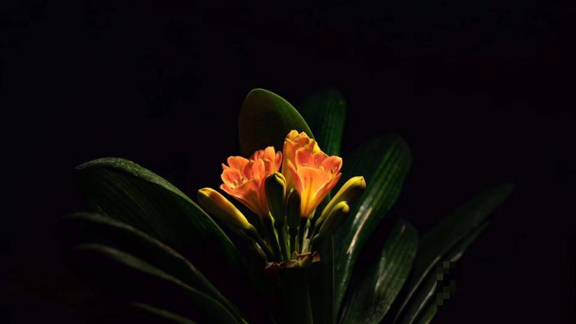 初春去花市,4种花再便宜也不要买,买回家养不了多久就死 初春去花市,4种花再便宜也不要买,买回家养不了多久就死