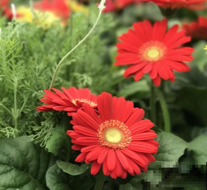 家里养盆非洲菊，花苞多的不见叶，满盆爆花