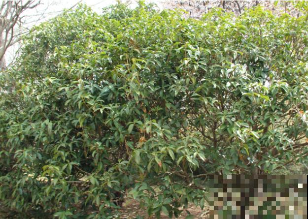 阳台党想要养桂花,可真是“难上加难”,原因主要有4点 阳台党想要养桂花,可真是“难上加难”,原因主要有4点