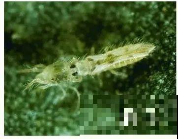 春天请个“护花神”,杀虫效果好,安全放心无污染 春天请个“护花神”,杀虫效果好,安全放心无污染