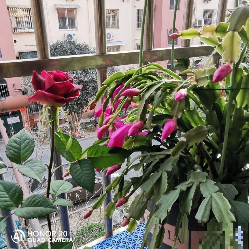 不开花的3种植物，原因很多，只有对症下药才有效