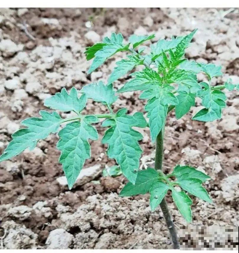 家里养盆圣女果,酸甜可口随意吃,新手也能养爆盆! 家里养盆圣女果,酸甜可口随意吃,新手也能养爆盆!