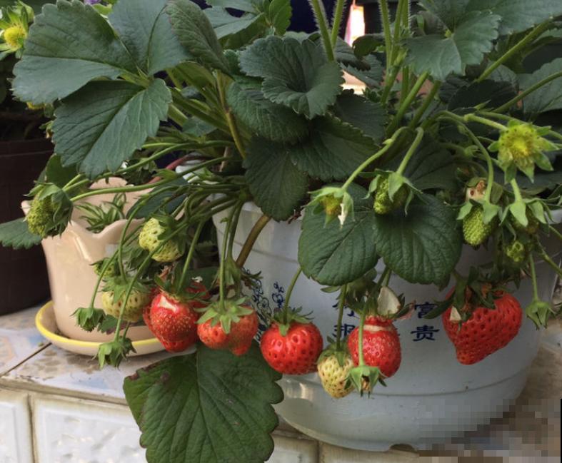春天在家种草莓,咕噜咕噜结果子,在家就能吃 春天在家种草莓,咕噜咕噜结果子,在家就能吃