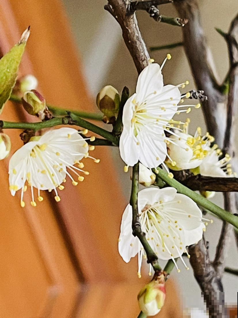 植物也爱听音乐？放放试试，会有新发现