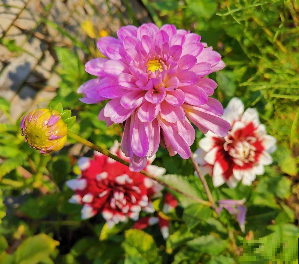 小阳台想养花,自有6种“爆盆花”可养 小阳台想养花,自有6种“爆盆花”可养