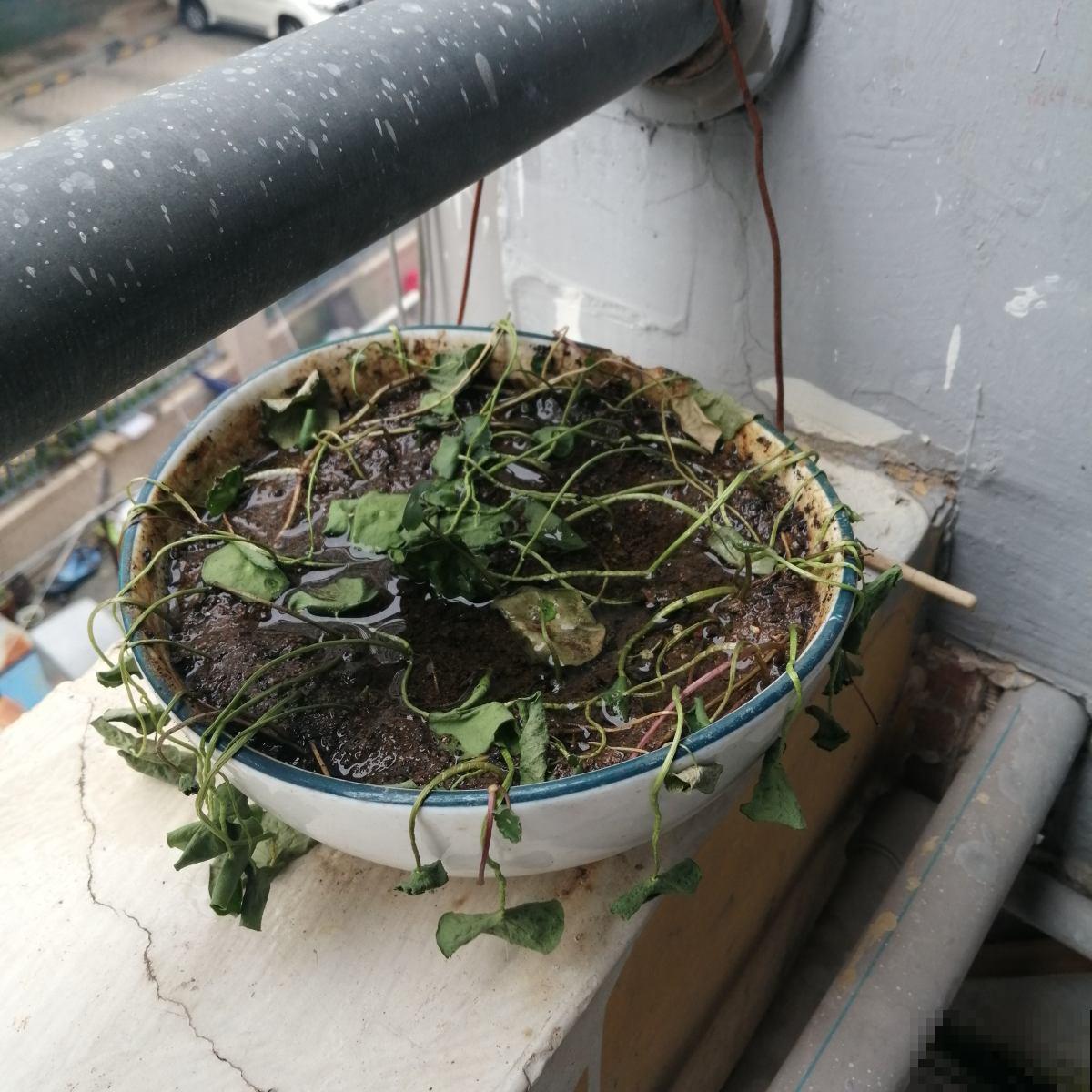 5个植物缺水信号,发现后就赶紧浇水,不然花3天就死 5个植物缺水信号,发现后就赶紧浇水,不然花3天就死