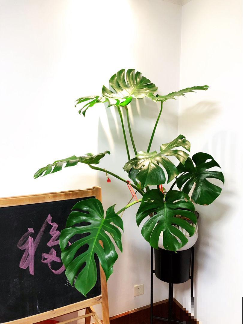 养花注意“2养2不养”，养对了身心健康，养错了有坏影响