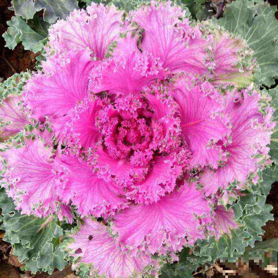 适合短时间养殖的4种花，再心疼开败了也要扔