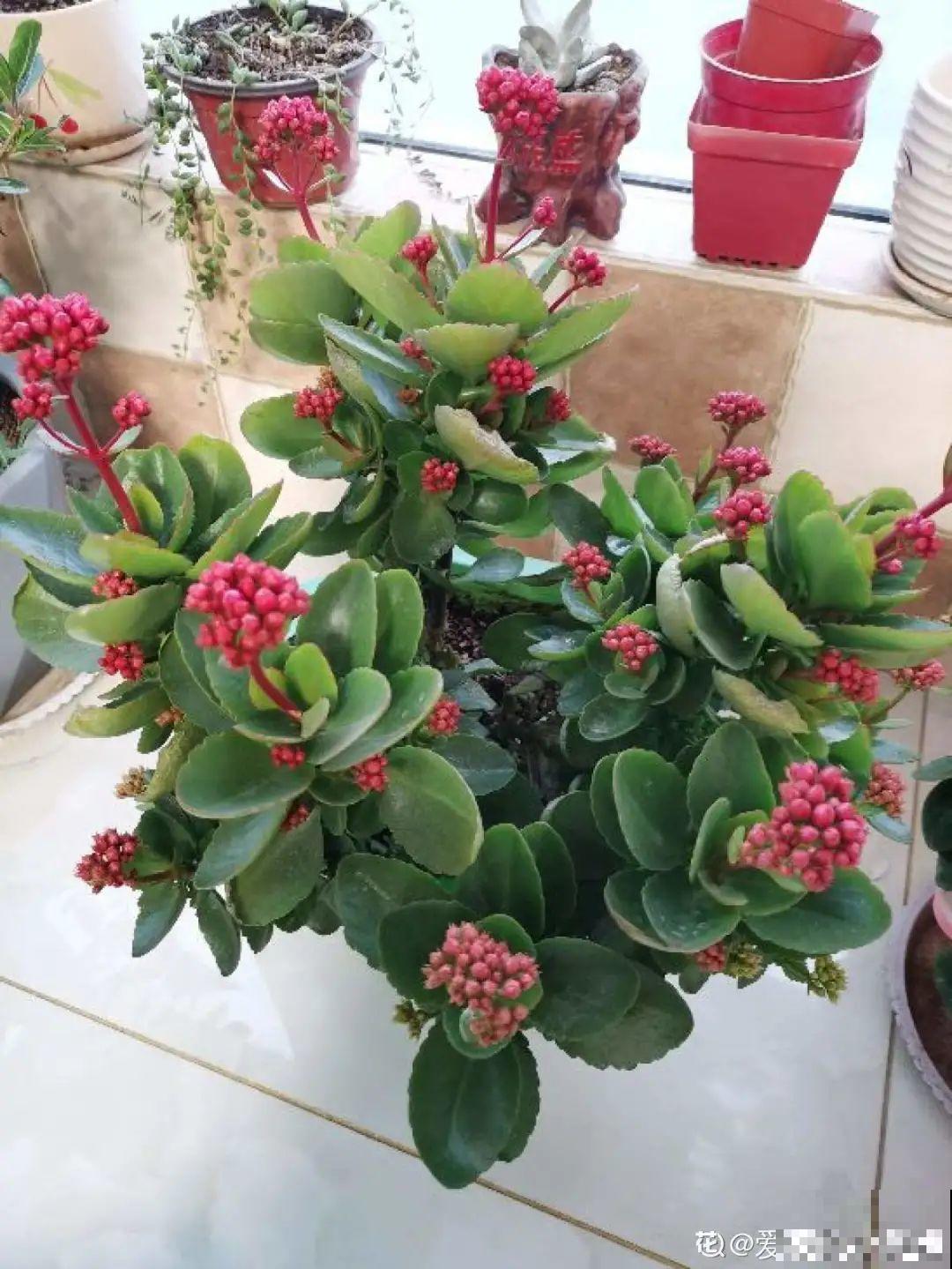 年宵花提前开败,扫兴还“不吉利”,学1招,才能延长花期! 年宵花提前开败,扫兴还“不吉利”,学1招,才能延长花期!