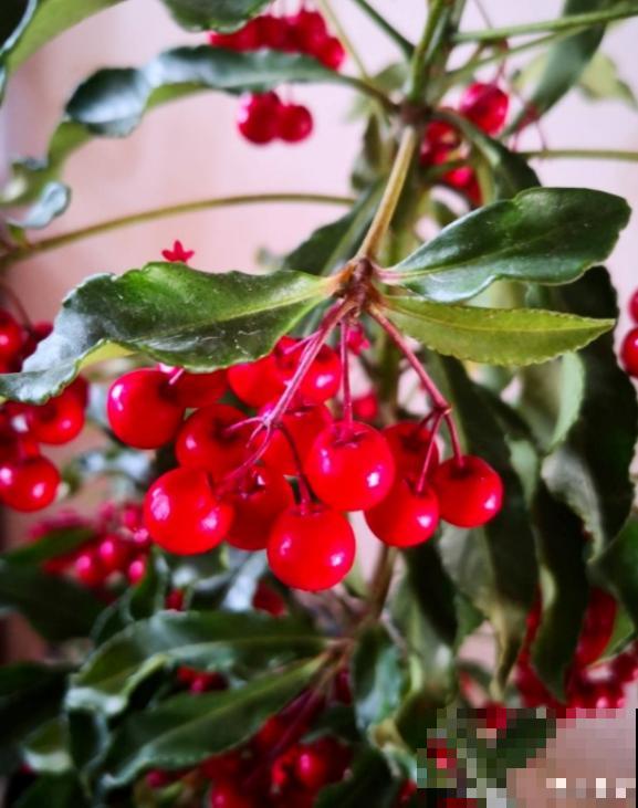 年底养盆喜庆花,有招财旺运好兆头,红红火火好运来 年底养盆喜庆花,有招财旺运好兆头,红红火火好运来