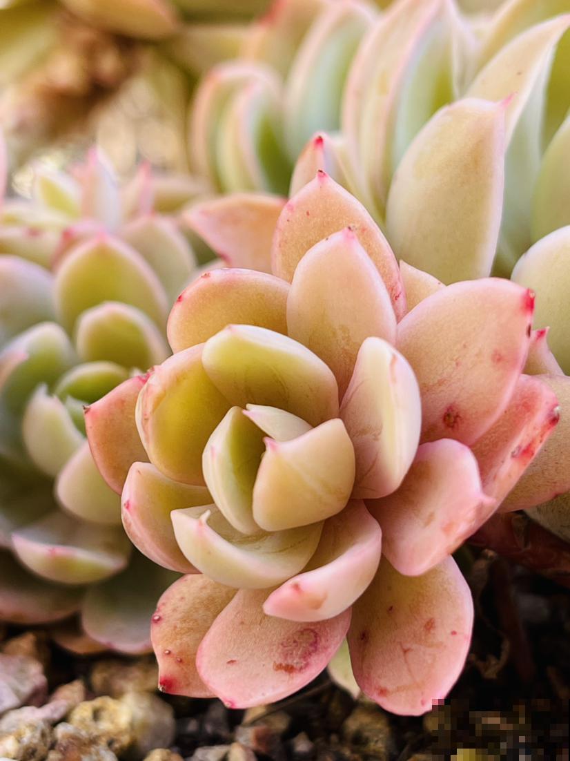 多肉植物有4个表现,说明已经“睡醒”,多晒太阳才长得壮 多肉植物有4个表现,说明已经“睡醒”,多晒太阳才长得壮