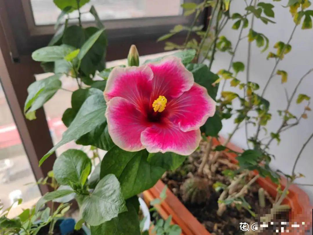 8种不“吉利花”，养在家里“有麻烦”，到底扔不扔？