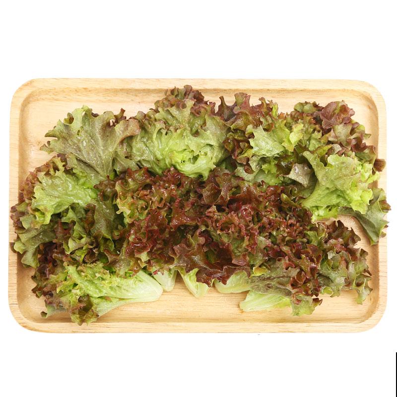 室内种生菜，不会操作不要紧，学会这4步种生菜很简单