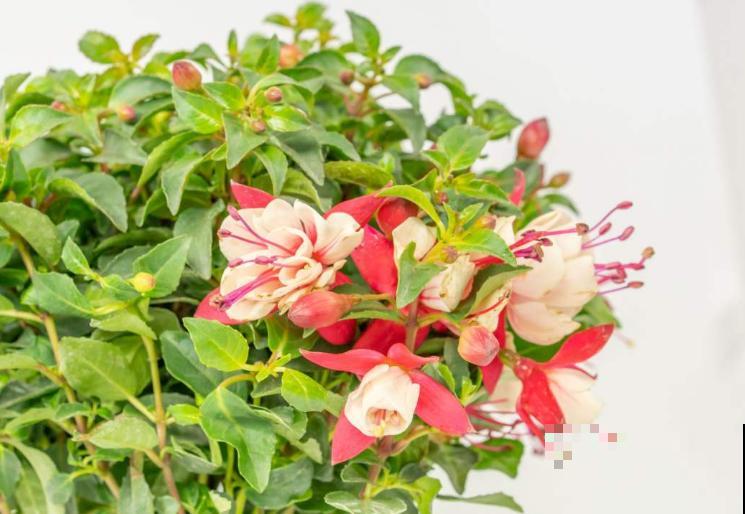 记住养花3要点，叶子不黄，满盆绿色，生机勃勃长得壮