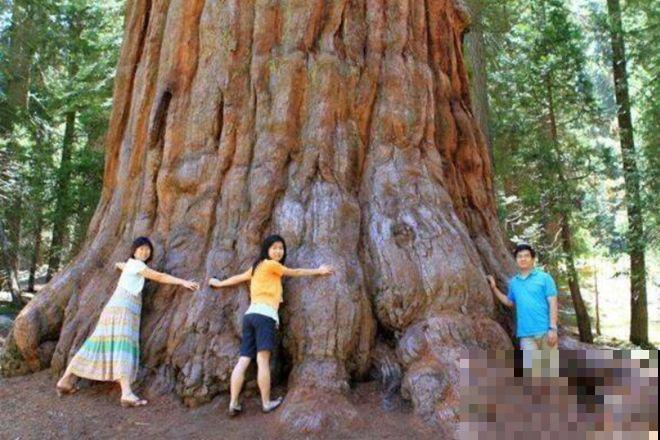 惊艳全球的8棵树,最老一棵上千年,美得无法言说 惊艳全球的8棵树,最老一棵上千年,美得无法言说