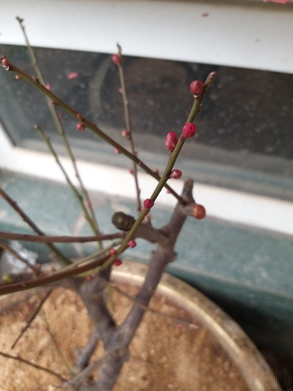 过年了还不养梅花？香味舒心颜色好看，养一盆正合适