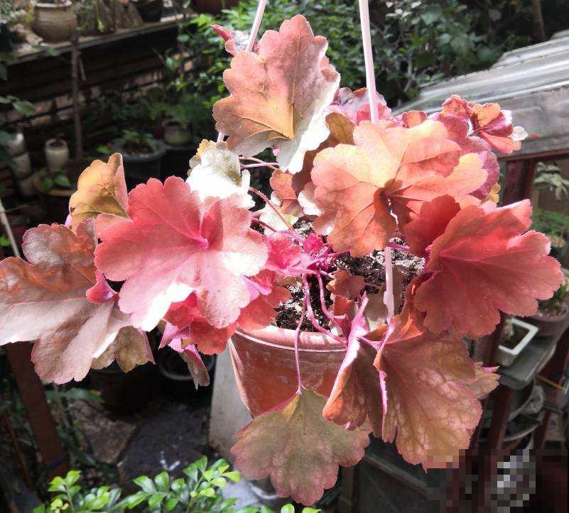 耐半阴的开花植物，家里光不好也能呼呼开花，满屋子都是香味