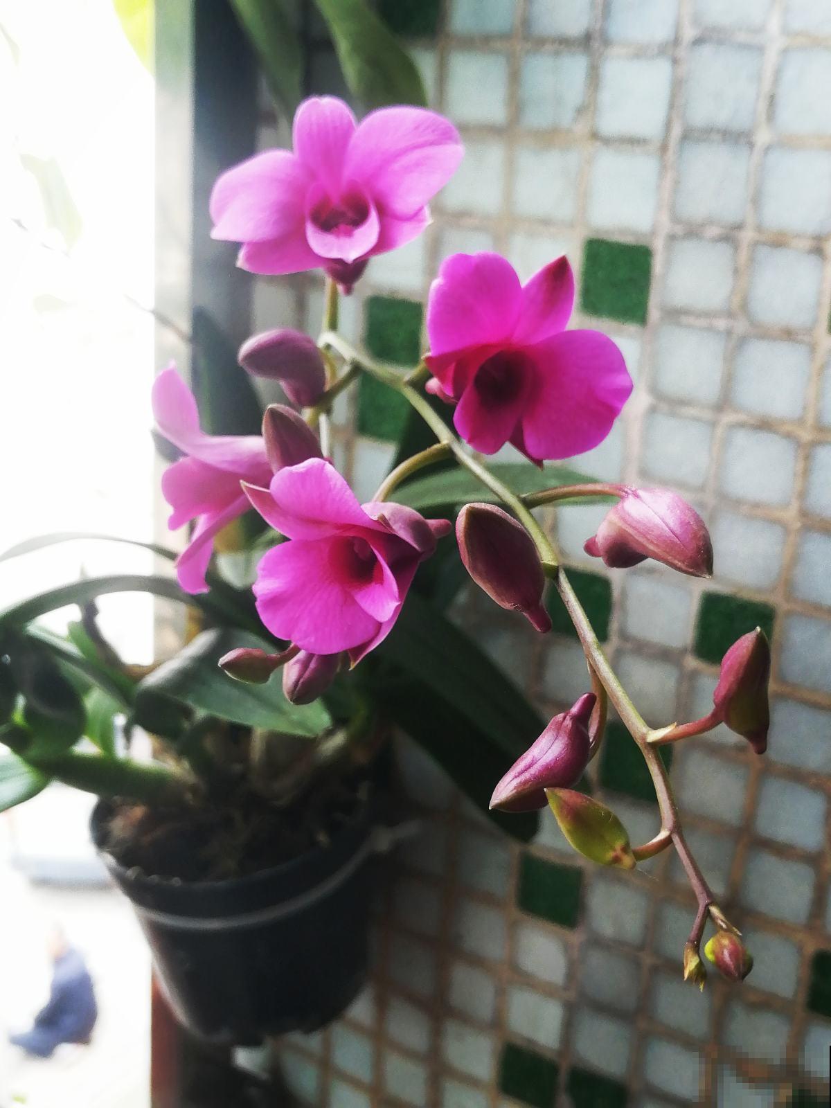 年底适合在家养兰花,常见4种“富贵吉祥”兰花,你喜欢哪一种? 年底适合在家养兰花,常见4种“富贵吉祥”兰花,你喜欢哪一种?