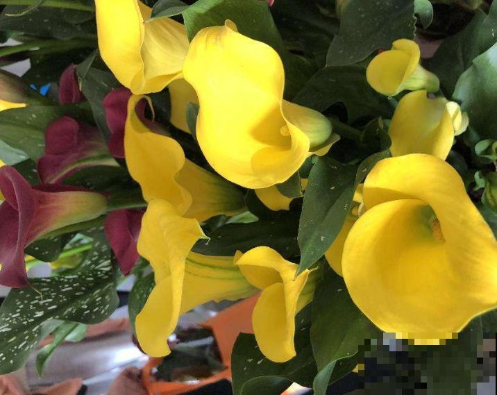 1种花长得像“马蹄”，花朵新奇有趣，养在家里格调高