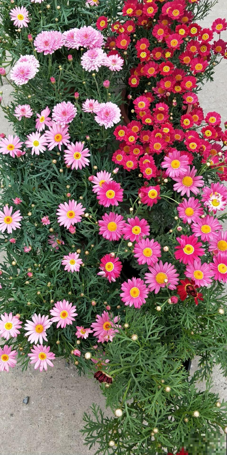 初春去花市,4种花再便宜也不要买,买回家养不了多久就死 初春去花市,4种花再便宜也不要买,买回家养不了多久就死