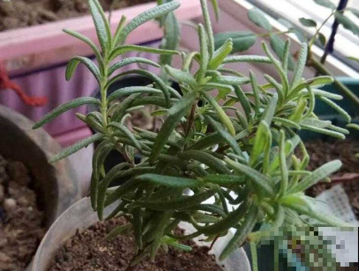 迷迭香掐个枝，插水里3天生根，好养的很