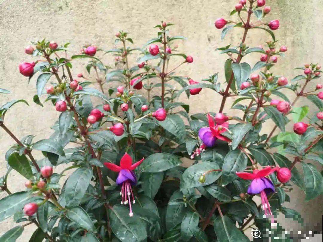 大花蕙兰太贵,掉个花苞都心疼,快来注意这3点! 大花蕙兰太贵,掉个花苞都心疼,快来注意这3点!