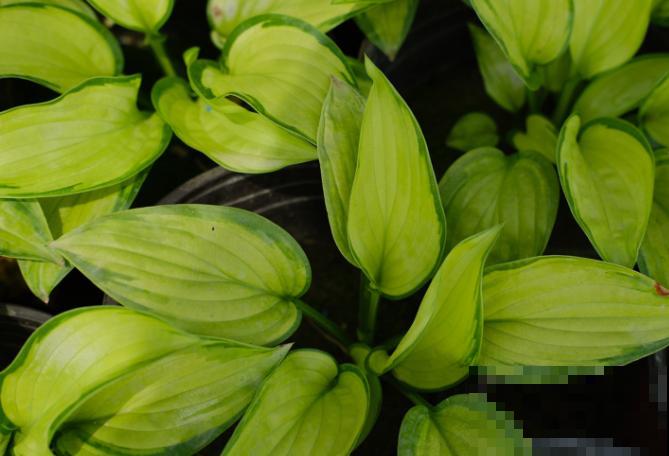 玉簪花在家扦插，注意这4点，生根很快