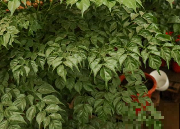 树木招虫子，不要急，记住这4点，轻松解决