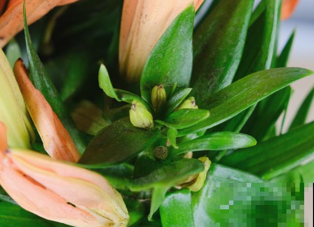 百合花种球买回家，注意这4点，轻松种植