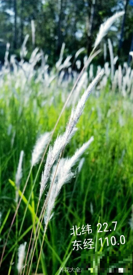 春天路边开满花，30种花能认识一半，就是植物大神