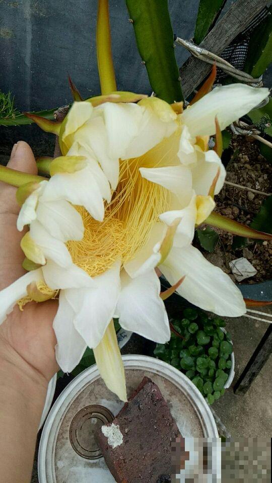 工薪族舍不得买的4种花,个个昂贵有气质,有钱了一定要买个遍 工薪族舍不得买的4种花,个个昂贵有气质,有钱了一定要买个遍