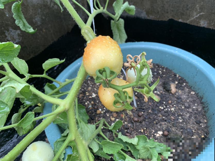 4种蔬菜种家里，足不出户也能养活一家，冬天管够