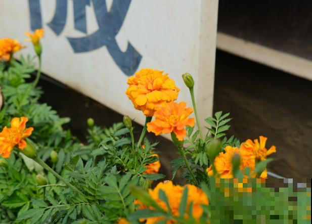 家里养殖花卉，这5种最受蜜蜂喜欢，养殖要注意