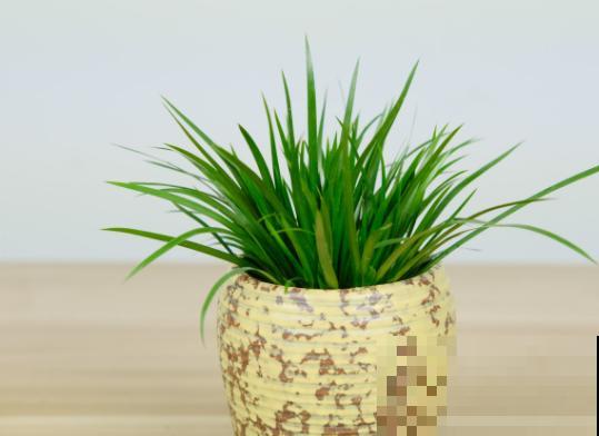 叶子尖端干裂，赶紧喷水，多通风才是硬道理