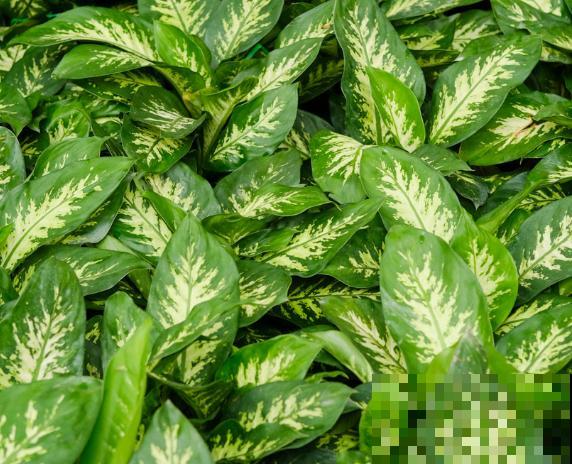 家里养盆万年青，注意这5点，养殖没烦恼