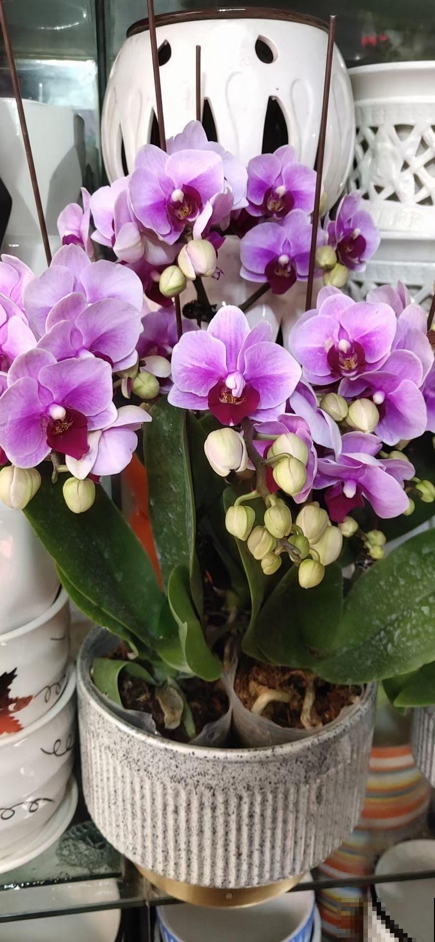 施肥记住6口诀,轻松养爆100盆花,春天家里变花海 施肥记住6口诀,轻松养爆100盆花,春天家里变花海