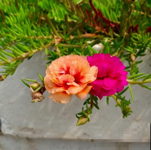 “贱养”才能开爆盆的植物,养的越精细,反而长得差 “贱养”才能开爆盆的植物,养的越精细,反而长得差