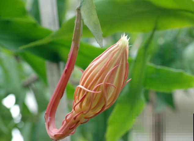 昙花开败后,狠心剪一刀,还能继续开花 昙花开败后,狠心剪一刀,还能继续开花
